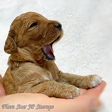 �X�^���v�[�u���[�_�[